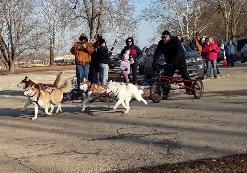 A team huskies race Sunday, Feb. 5, 2023, through the parking lot of the Starved Rock State Park Visitor Center during a sled dog demonstration by the Free Spirit Siberian Rescue of Harvard, Illinois.