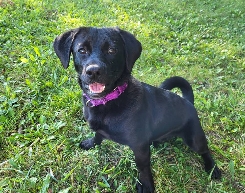Weston is Save-A-Pet's pet of the week for Sept. 7, 2023.