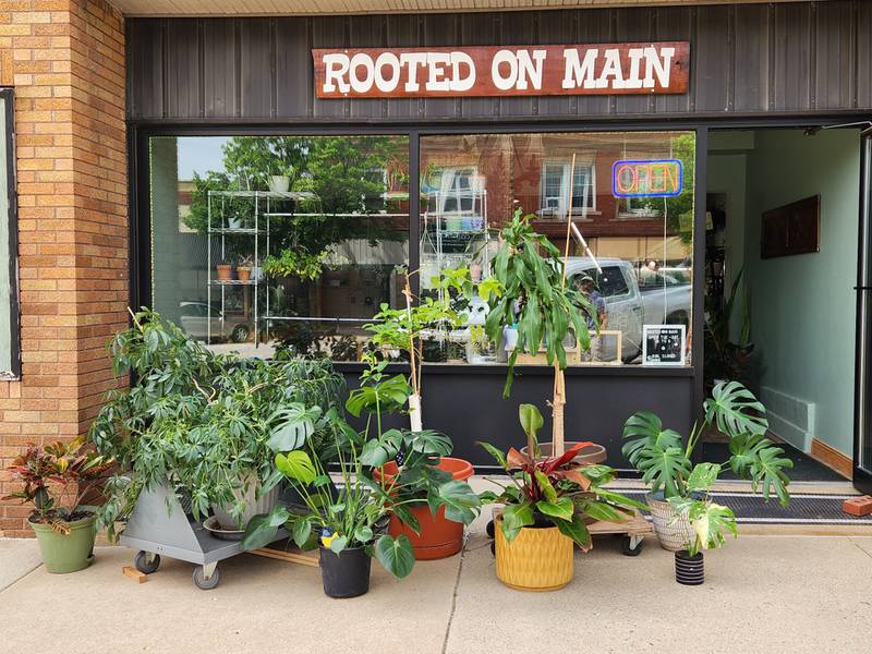 Rooted on Main LLC  in Marseilles carries all the common houseplants, but it also carries ones many people have never seen.