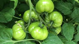 Down the Garden Path: Guest columnist series –Keeping tomato plants healthy
