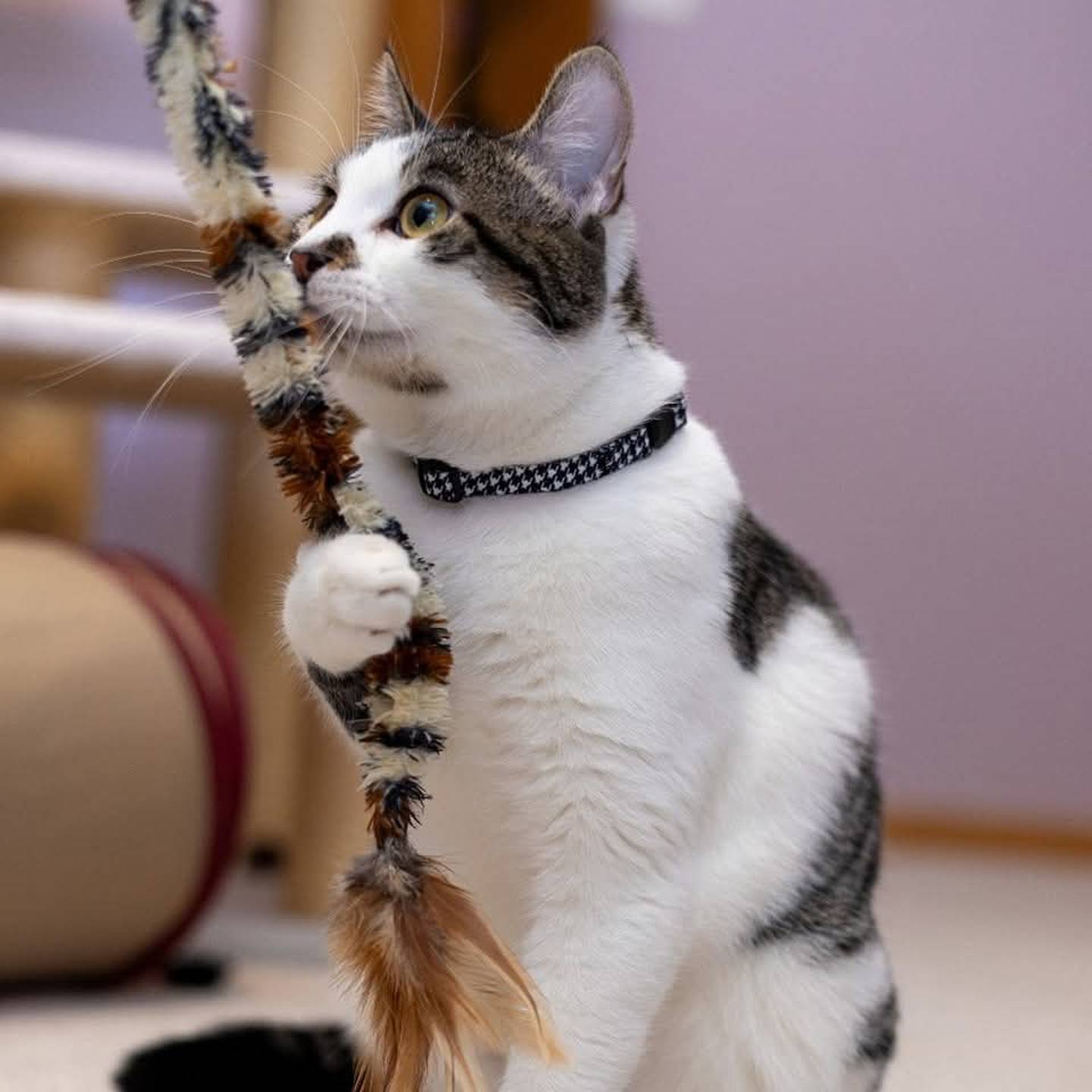 Puddles is playful and affectionate, loves cuddles and adventure, and is always ready for snuggles and fun. Puddles does well with other cats, kids and even dogs, making him the perfect addition to any family. To meet Puddles, visit ForgetMeNotRescue.com/adoptables.