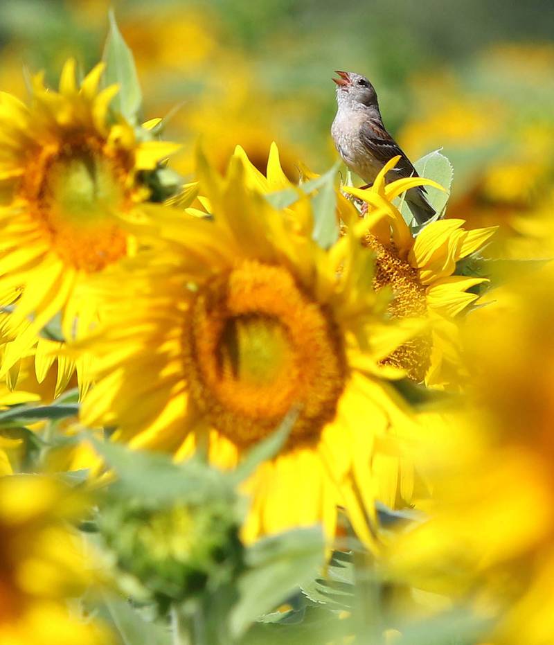 A female indigo bunting sings on top of a sunflower Friday, July 14, 2023, at Shabbona Lake State Recreation Area in Shabbona Township.