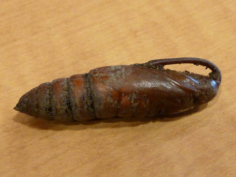 This hornworm pupa displays a prominent proboscis and wing pads– interesting in and of themselves, but even more so considering that neither feature is present on the caterpillar itself.