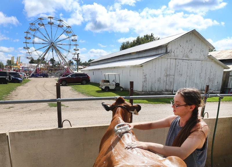 Samantha Flanagan of Somonauk, cleans off her cow to prepare for the cattle show on Wednesday, Aug. 20, 2025 at the Bureau County Fair in Princeton.