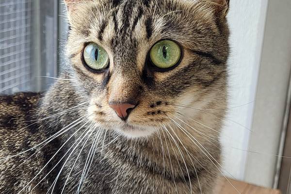 Fun-loving, talkative cat seeks same from forever family