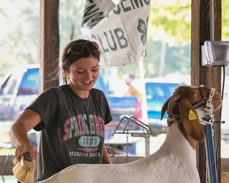 Taylor Rhoads, 18, of Genoa works on her 10-month-old goat Honey during the DeKalb County 4-H competition held at the Sandwich fairgrounds on Friday, Aug 4, 2023.