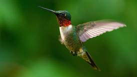 Good Natured in St. Charles: Insects, spiders prey to hummingbirds on the wing