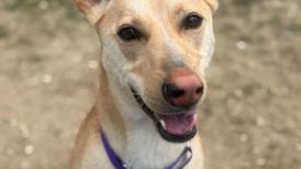 Smart, young dog would love family to play with