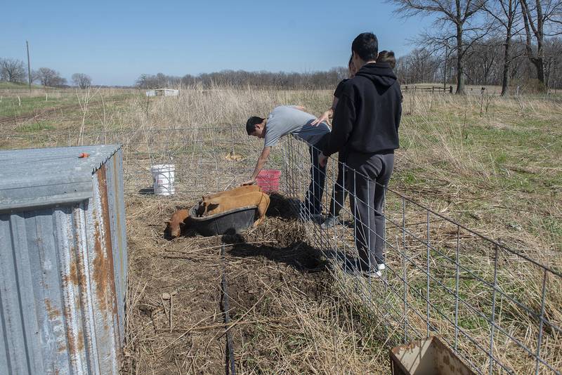 Elliot Johnson, 14, reaches out to touch a pig Thursday, April 21, 2022 at Kinwood Farm. Johnson and twin brother Russell are homeschooled and were on the field trip from Davenport.