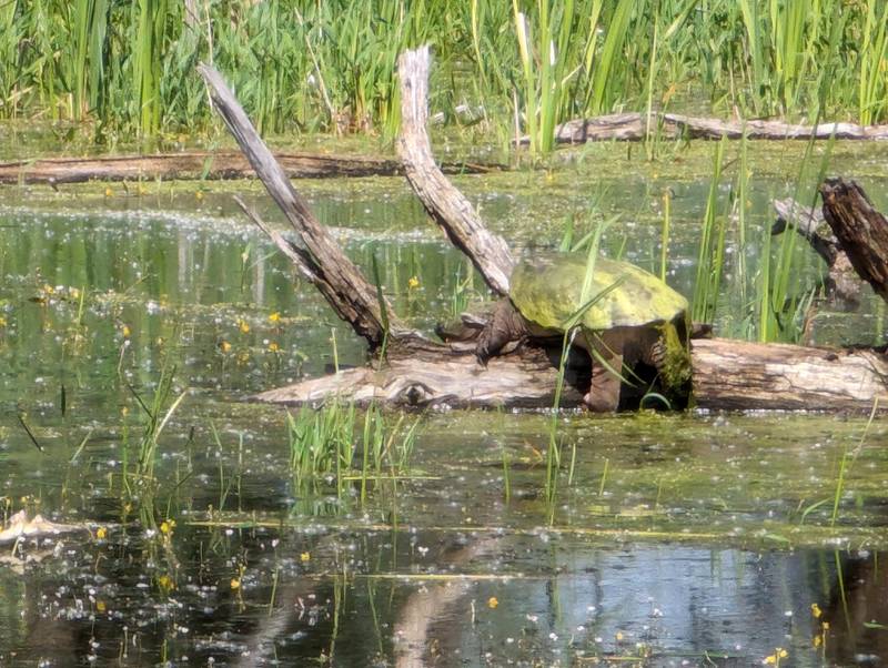 Although large, even snapping turtles like this one—which is the size and color of a large watermelon—can fall victim to fishing line.