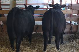 2 Bureau County youngsters become junior members of American Angus Association