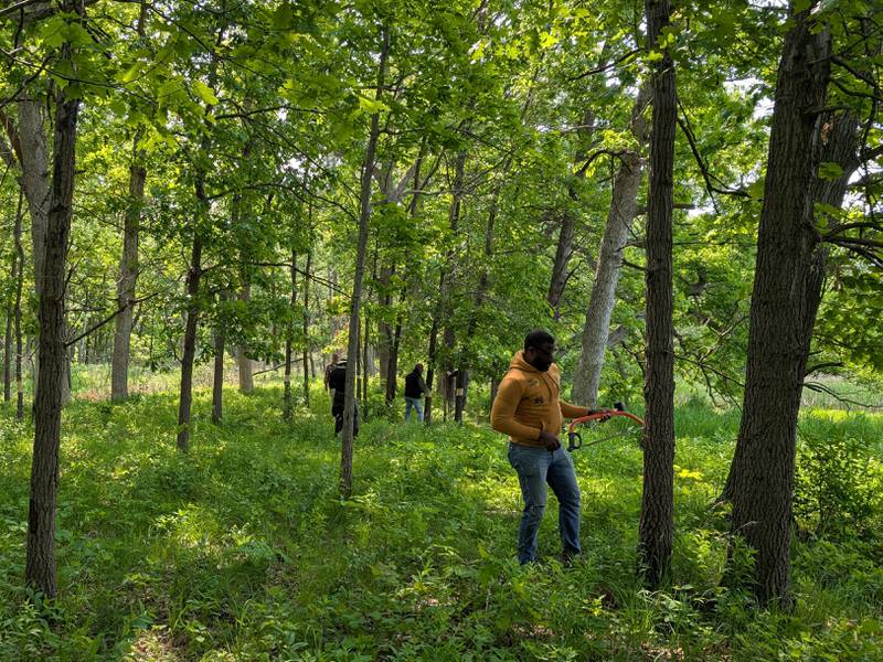 Early volunteers practice and strategize their technique to show newcomers for the Moraine Hills State Park volunteer kickoff event in June 2025.