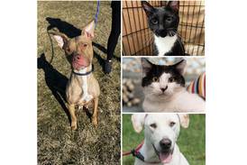 Pets of the Week: June 26