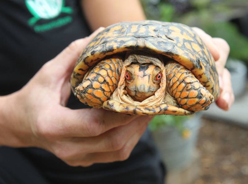 Deb Krohn, naturalist, also known as the FrogLady, holds an eastern box turtle named, Dirk, at her home in Grayslake on July 2nd, 2023.
Image by Candace H. Johnson for Shaw Local News Network