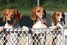 ‘They are starting over now’: Beagles bred for research meet new foster families in South Elgin