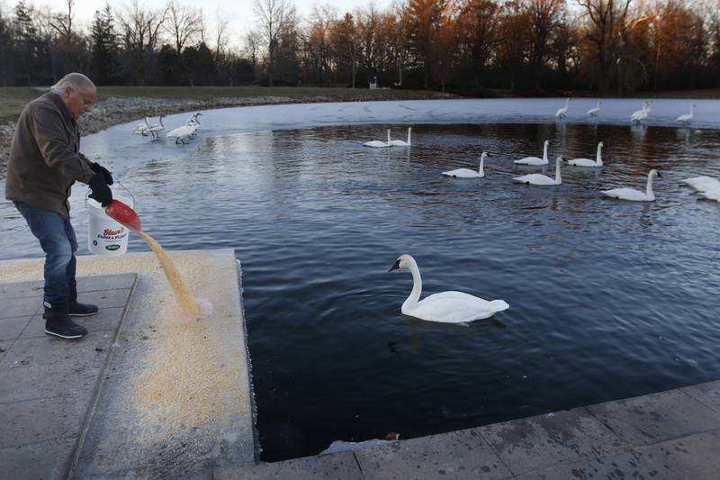 Henri Giugni feeds trumpeter swans on Monday, Dec. 2, 2024, on his property near Harvard. In 1985, Giugni and his wife, June, brought in four pairs of native trumpeter swans and now up to 100 trumpeter swans return every winter.
