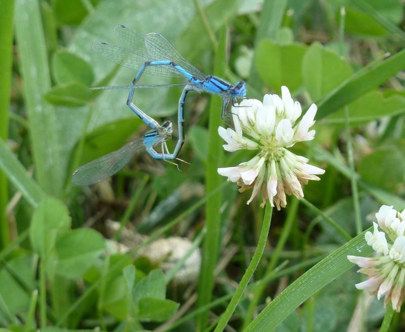 Rather than round, the wheel formation of these mating damselflies is nearly heart shaped.