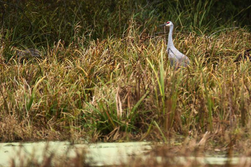 A sandhill crane pokes its head up while spending some time Wednesday, Oct. 14, 2020, at Moraine Hills State Park in McHenry.