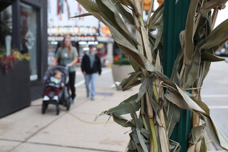 Corn stalks decorations are lined along Liberty Street at the 75th Annual Grundy County Corn Festival on Saturday, Sept. 28, 2024 in downtown Morris.