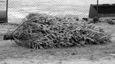 City of Rochelle releases Christmas tree recycling information