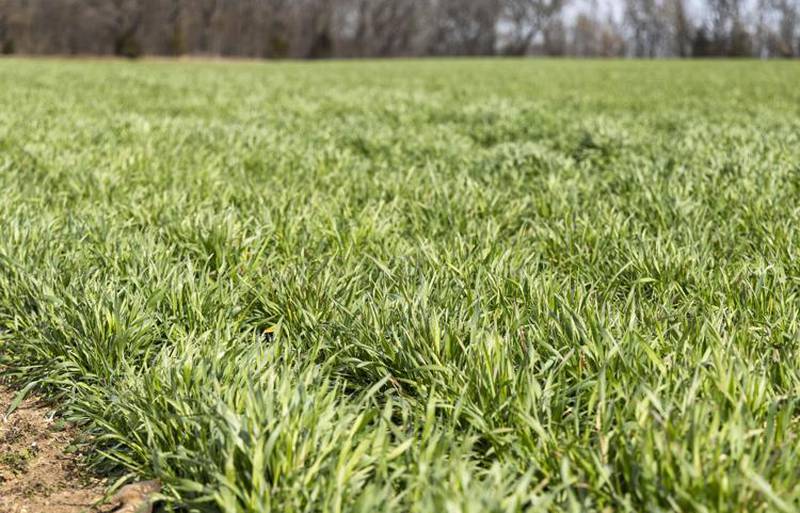 Growing wheat in Illinois this winter came with challenges, but this field in Mason County is looking good. (Photo by Illinois Farm Bureau photographer Catrina Rawson)