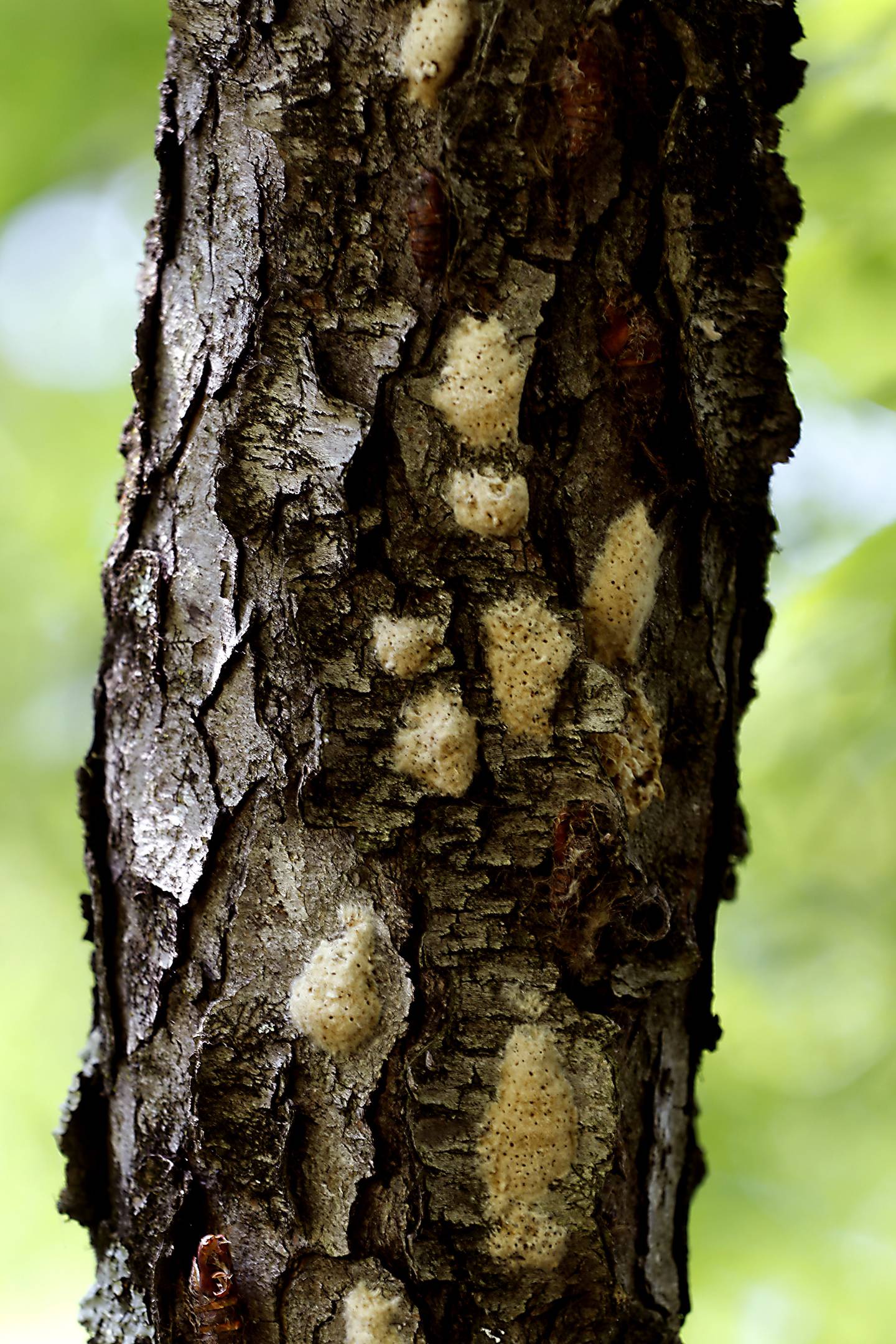 Spongy Moth egg sacks on a tree on Tuesday, May 23, 2023, near Frank Gualillo’s home. Spongy Moths are infesting many trees across McHenry County, resulting in damage, death and tree cut-downs.