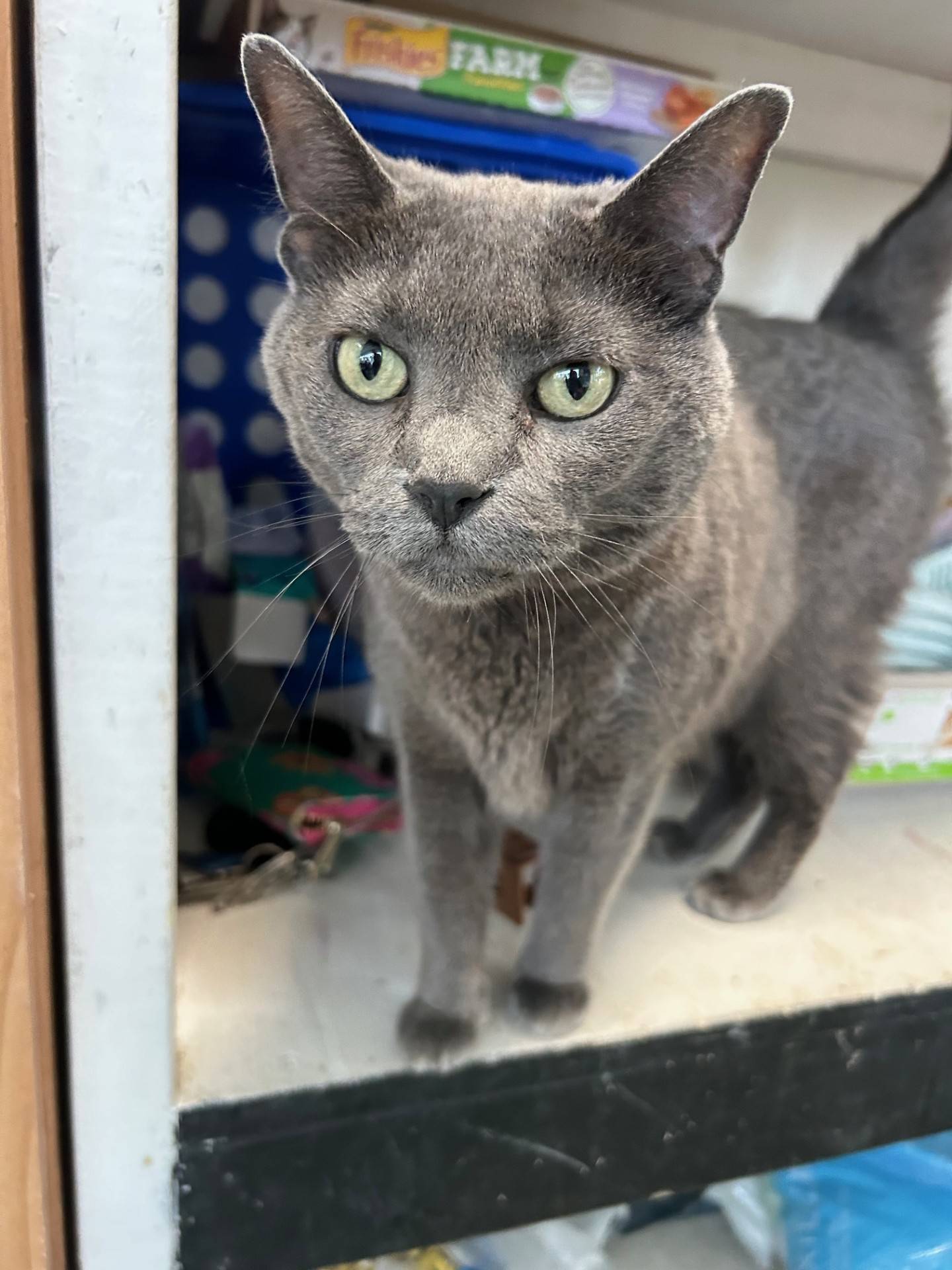 Xeha is a sweet, gentle 4-year-old domestic shorthair. She loves lounging and snoozing in her bed, but she also enjoys exploring and getting attention from the volunteers at NAWS. She’s a happy kitty who enjoys “talking” with people. Give her a few head and chin scratches, and she will become your best buddy. She is not always fond of other kitties and should be a special one-and-only pet. To meet Xeha, email Catadoptions@nawsus.org. Visit nawsus.org.