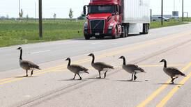 Don’t bring sick geese to Oaken Acres center, warn officials as avian flu spreads