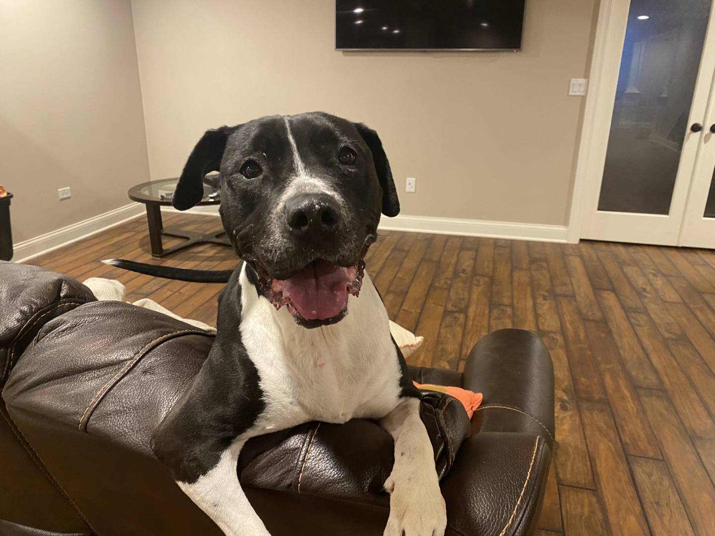 Palen lived at a shelter for seven years before coming to Forget Me Not Rescue. Palen loves people, including children. She likes walks when it’s not cold outside. She loves to chew bones and cuddle. Since living in foster care, Palen has enjoyed the company of friendly male dogs or laid-back senior dogs her size. To meet Palen, visit ForgetMeNotRescue.com/adoptables.