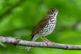 Good Natured in St. Charles: Treat yourself to joyful birdsong at its peak