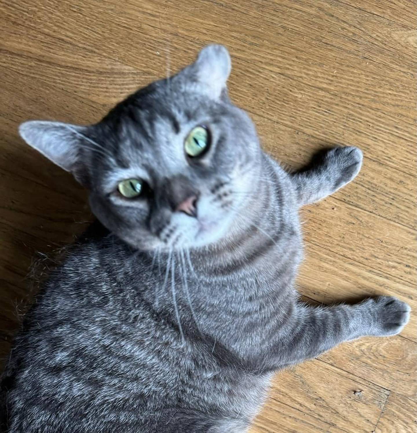 Pebbles was nicknamed Bjórn Endless Cuddles by her foster mom and rightly so. She loves constant attention, affirmation and being close to people. Pebbles needs an experienced adopter and no children in the home because sometimes she gets frustrated and feisty. That said, Pebbles is easily redirected and just needs a patient human to love her. To meet Pebbles, visit ForgetMeNotRescue.com/adoptables.