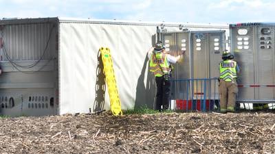 Fire crews, deputies respond to overturned semi-tractor hauling live hogs