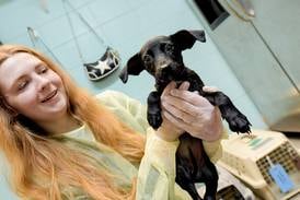Photos: Kane County humane group takes in pets displaced by Texas floods