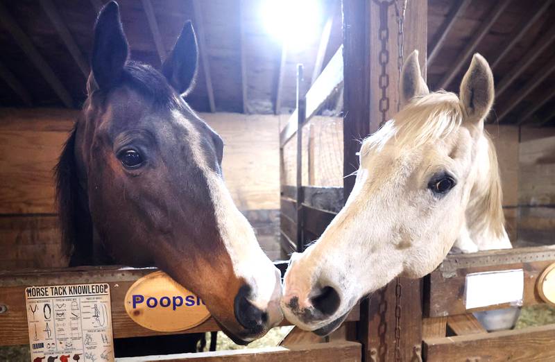 Two of the horses at Live, Learn and Lead, greet each other Friday, March 31, 2023, at their barn in Hampshire.
