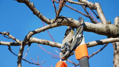 University of Illinois Extension offers winter gardening webinars starting Feb. 10 