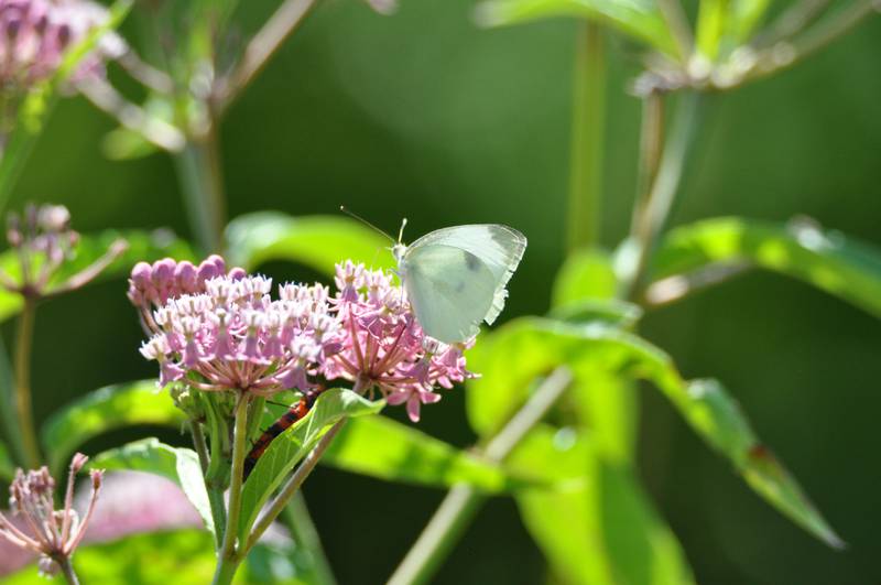 Restoration efforts at the Forest Preserve District’s Kankakee Sands preserve have converted former agricultural fields into large patches of prairie, that support a wide variety of native flora and fauna, including this swamp milkweed and cabbage butterfly.
