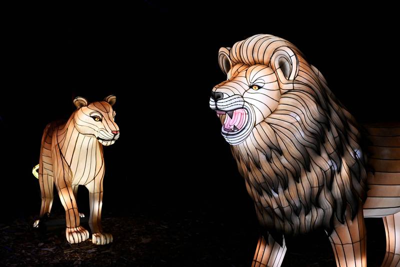 Brookfield Zoo Chicago  will host Glow Wild: A Lantern Festival of Hope, an all-new evening lantern experience opening March 19.