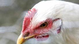 DeKalb council to deliberate on backyard chickens; City Manager, Aldermen disagree on verdict