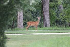 Down the Garden Path: ‘Tis the season to stay alert for deer