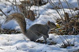 Hikes to explore and reduce stress, book club featured at Will County forest preserves