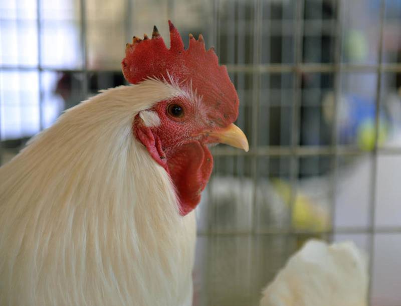A White Java rooster is among chickens on hand during a backyard chicken workshop at Garfield Farm Museum in LaFox Saturday6. Javas are heritage breed chickens raised for both eggs a meat. (Mary Beth Nolan for Shaw Media)