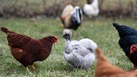 Streator to consider allowing backyard chickens
