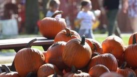Pumpkin farms are big business in Will County
