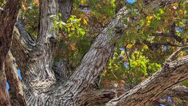 Big trees, big fun with St. Charles Park District program