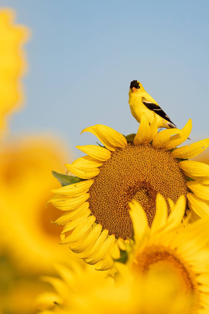 A view of a bird on a sunflower taken MaKade Rios. Rios is a freelancer for Shaw Local. The photo is featured on the cover of the 2026 Starved Rock Foundation calendar.