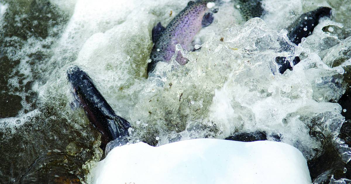 Illinois spring trout fishing season opens April 1 at area locations Shaw Local