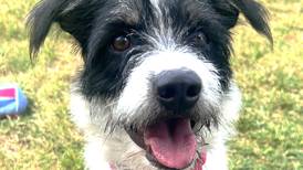 ‘Elegant, scruffy’ dog aims to fetch forever family