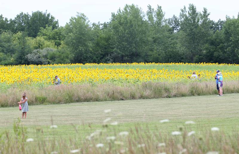 Visitors gather in the sunflower field on Monday, July 21, 2025 at Mattiessen State Park near Oglesby.