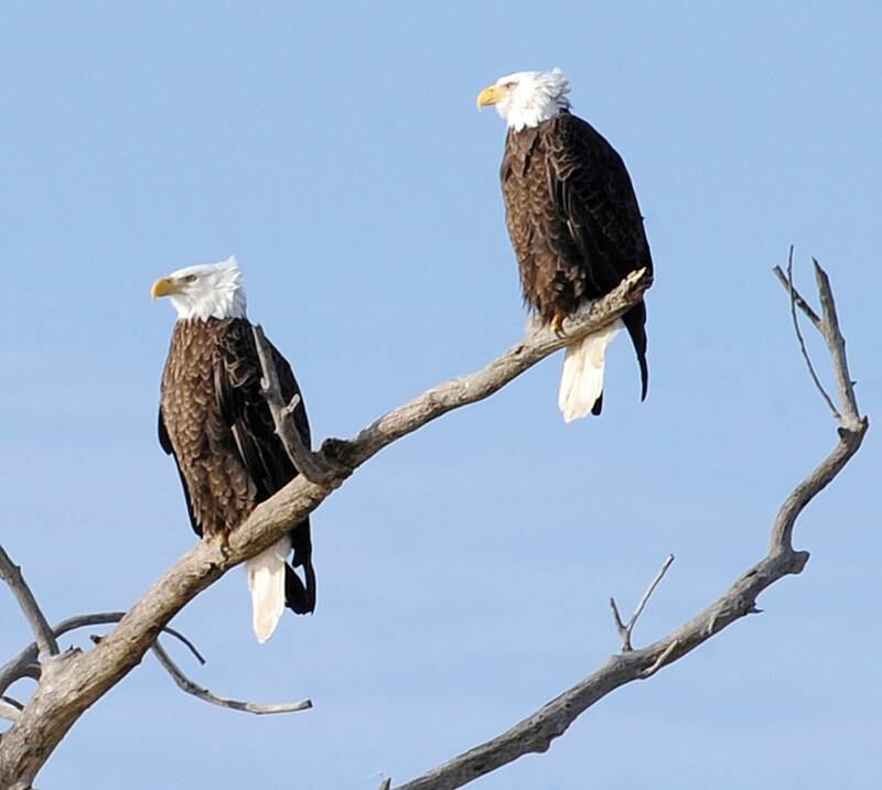 A pair of Bald eagles rest on tree branches near the Shippingsport bridge in La Salle.