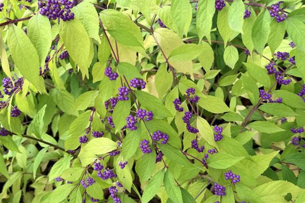 Down the Garden Path: Native shrubs for winter interest